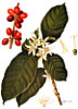 Coffee Berry